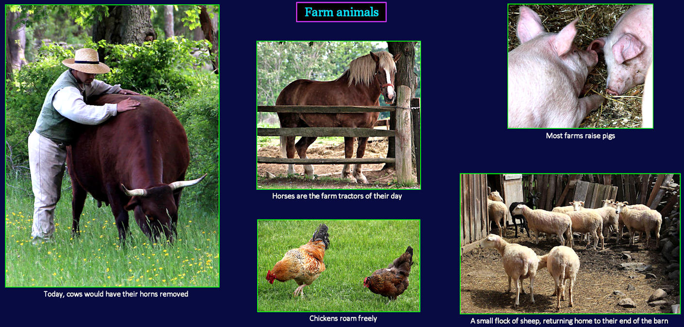 Colonial farm animals, 1700